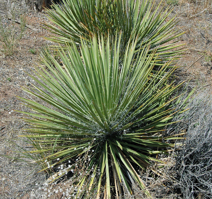 Род Yucca (Юкка) – агавовидные жители Америки