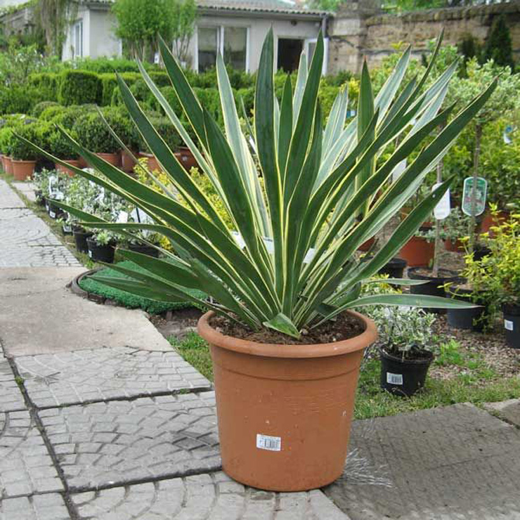 Род Yucca (Юкка) - агавовидные жители Америки 2 yucca