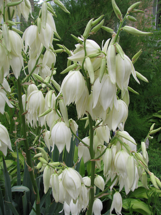 Род Yucca (Юкка) - агавовидные жители Америки 3 yucca