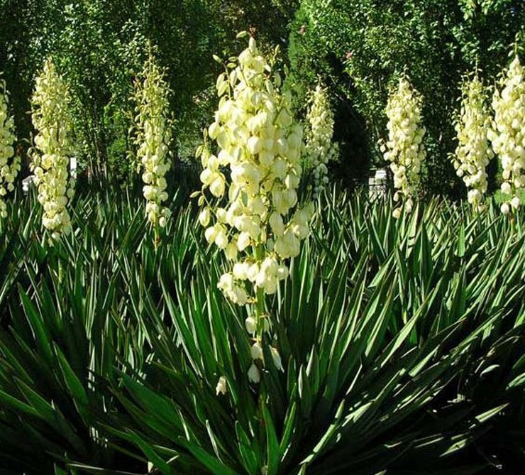 Род Yucca (Юкка) - агавовидные жители Америки 4 yucca