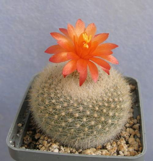 Brasilicactus haselbergii