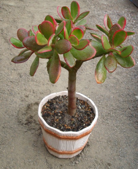 Crassula cv. ovata 'Hummel's sunset' 
