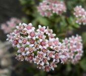 Crassula brevifolia