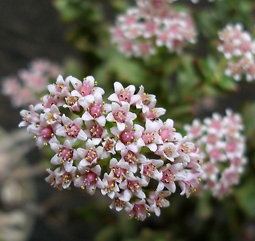 Крассула (Crassula) в природе и культуре
