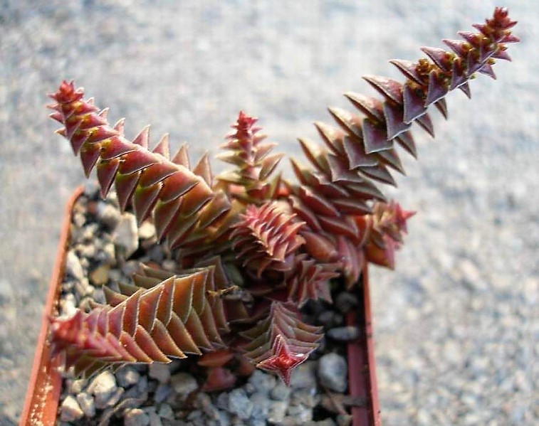 Crassula corymbulosa
