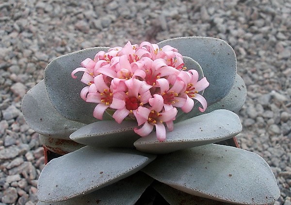 Crassula cv. 'Morgan`s Beauty'