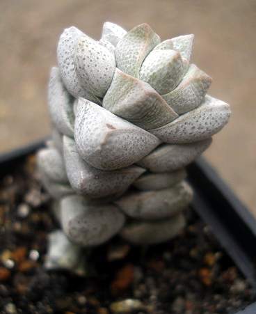 Crassula deceptor
