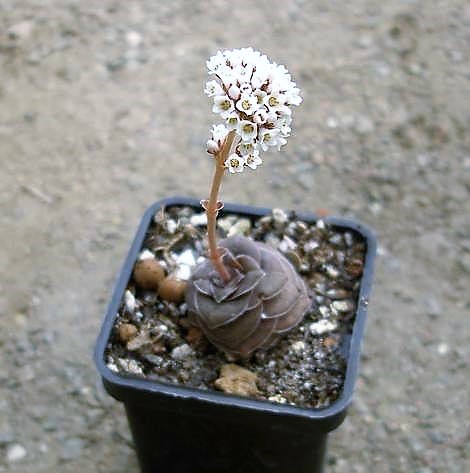 Crassula hemisphaerica