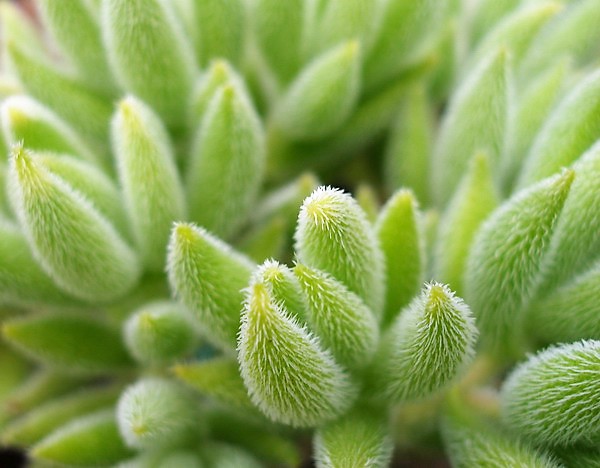 Crassula mesembryanthemoides