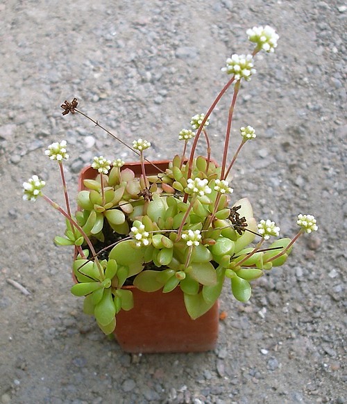 Crassula radicans