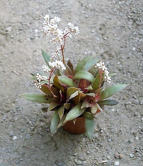 Crassula rosularis