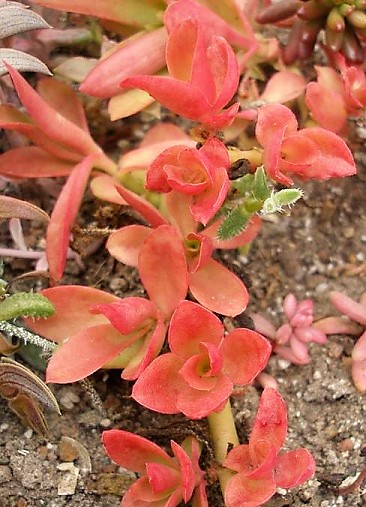 Crassula сv. 'Flame'