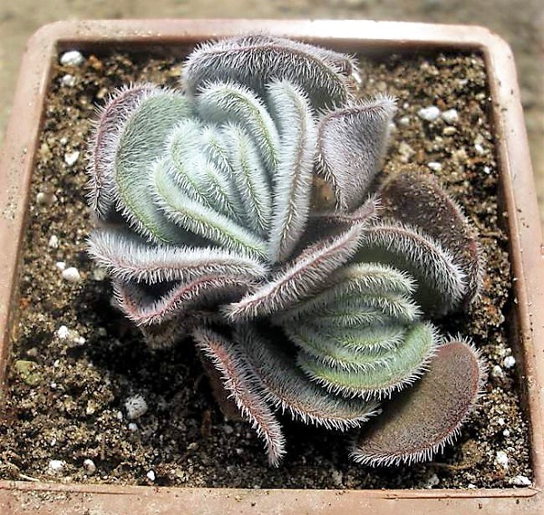 Crassula tomentosa