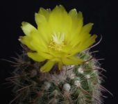 Parodia weberiana