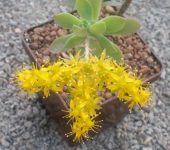 Sedum compressum