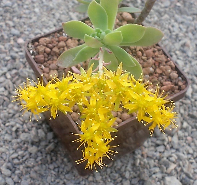 Седум (Sedum) в природе и в культуре