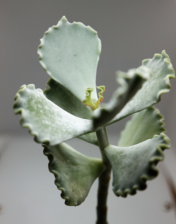 Котиледон (Cotyledon) в природе и культуре