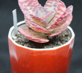 Kalanchoe humilis