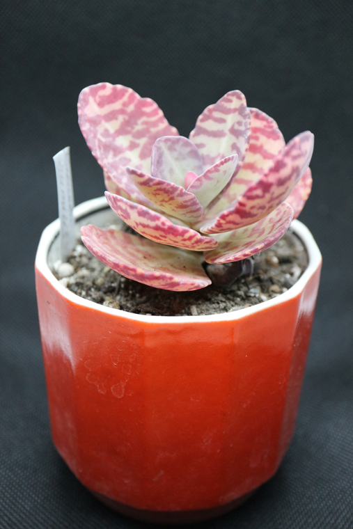 Каланхое (Kalanchoe) в природе и культуре