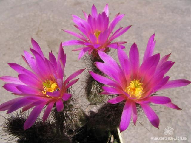 Echinocereus palmeri