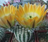 Echinocereus сtenoides SB 1536 (dasyacanthus)