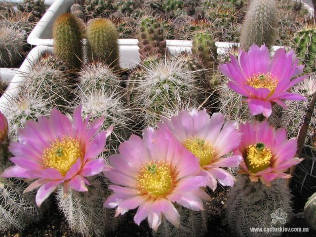 Echinocereus baileyi v. albispinus