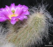 Echinocereus delaetii