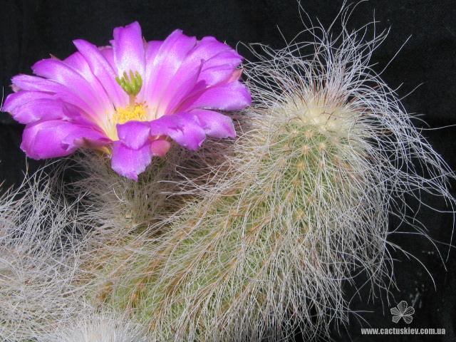 Красочная палитра рода Эхиноцереус (Echinocereus). Часть 2