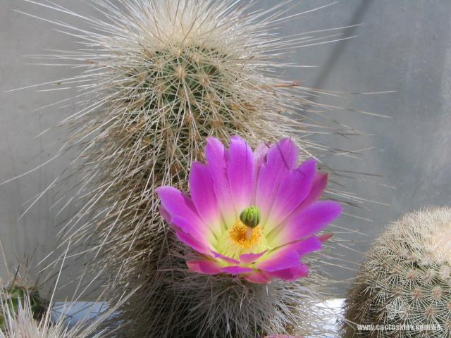 Echinocereus freudenbergeri