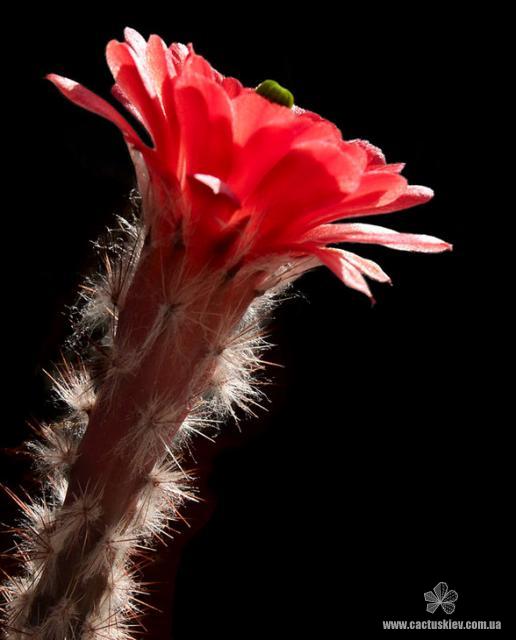 Echinocereus huitcholensis