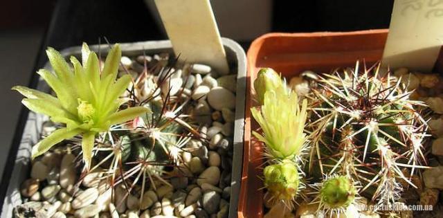 Echinocereus viridiflorus v.davisii
