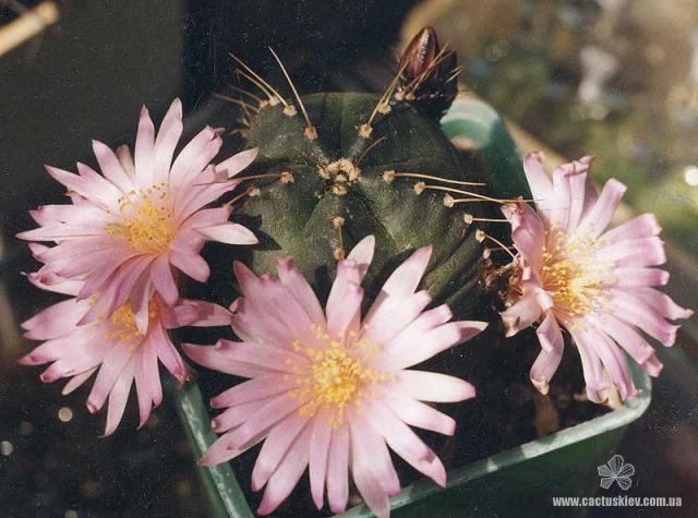 Echinocereus knippelianus