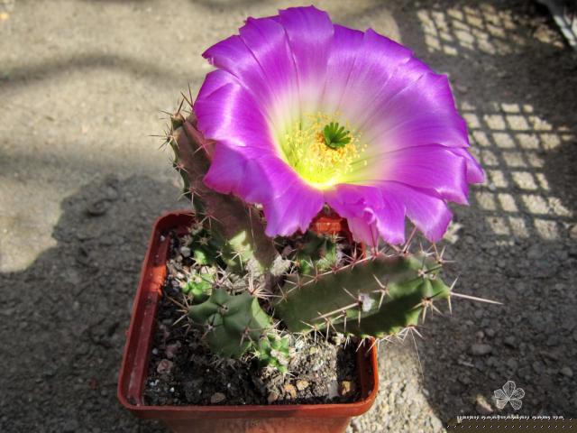 Echinocereus pentalophus
