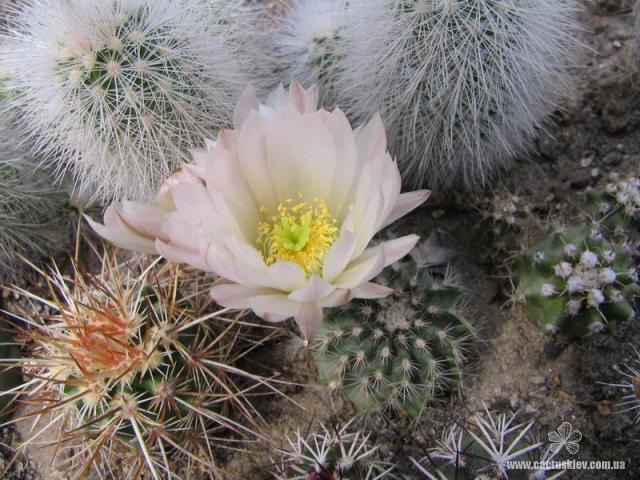 Echinocereus pulchellus v. sharpii