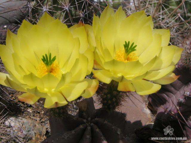 Echinocereus subinermis