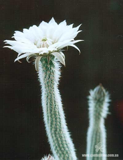 Wilcoxia albiflora