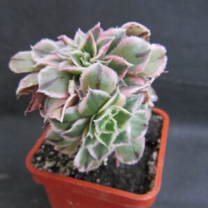 Aeonium Sunburst cristata