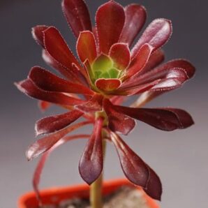 Aeonium arboreum