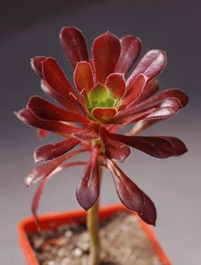 Aeonium arboreum