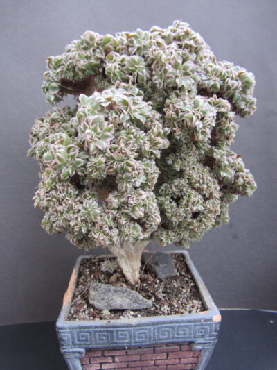 Aeonium Sunburst cristata - Зображення 2