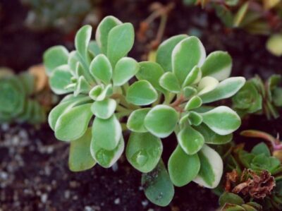 Aeonium domesticum var.