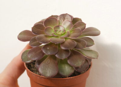 Aeonium velour compact
