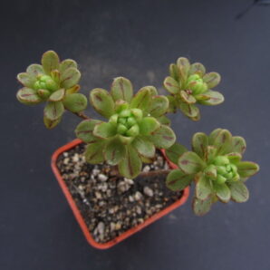 Aeonium sedifolium
