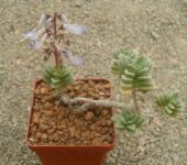 Coleus coerulescens
