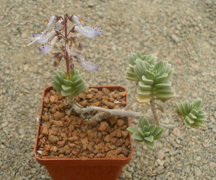 Род Колеус (Coleus). Редкие в коллекциях суккуленты.