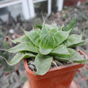 Haworthia retusa