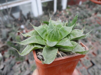 Haworthia retusa