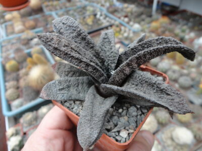 Gasteria batesiana Barberton 2
