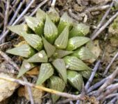Haworthia breueri