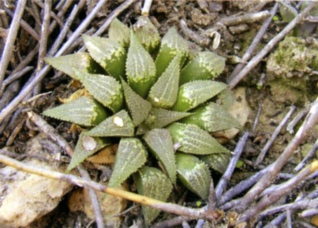 Новые имена видов из рода Хоуэртия (Нaworthia). Часть 1